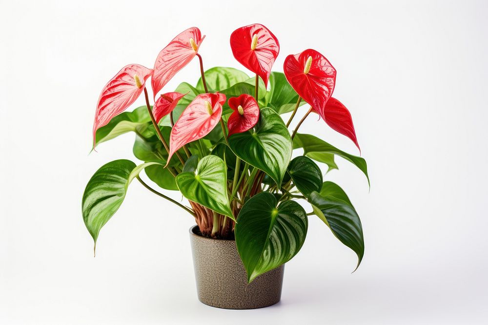 Plant houseplant anthurium flower. AI generated Image by rawpixel.