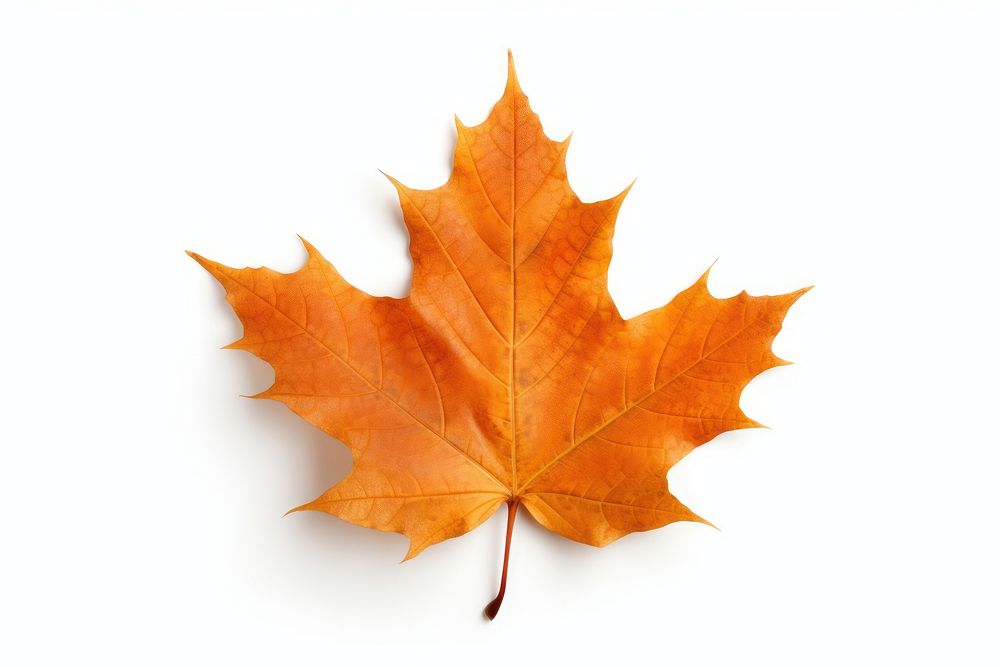 Leaf autumn maple plant. AI generated Image by rawpixel.