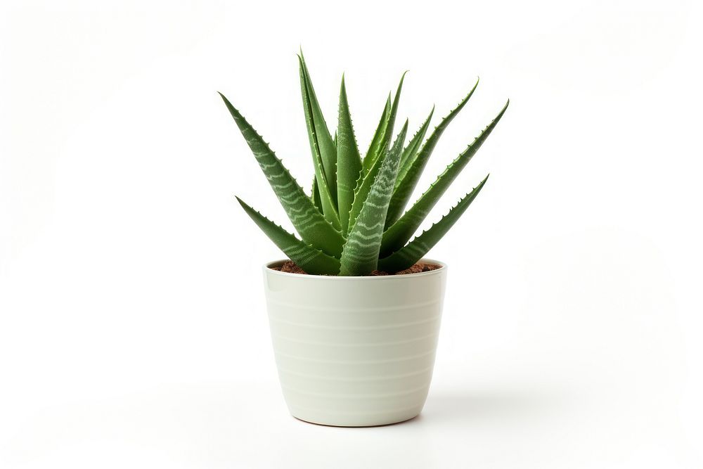 Plant aloe houseplant xanthorrhoeaceae. AI generated Image by rawpixel.