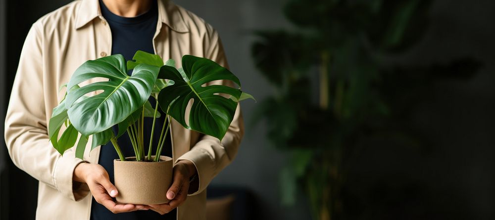 Plant houseplant holding adult. 