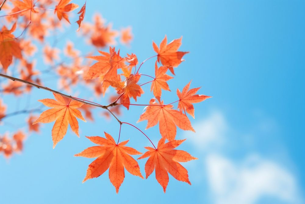 Maple backgrounds plant leaf. 