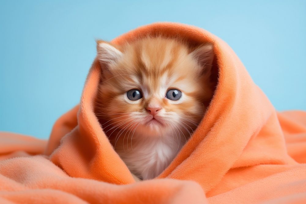 Kitten blanket mammal animal. AI generated Image by rawpixel.