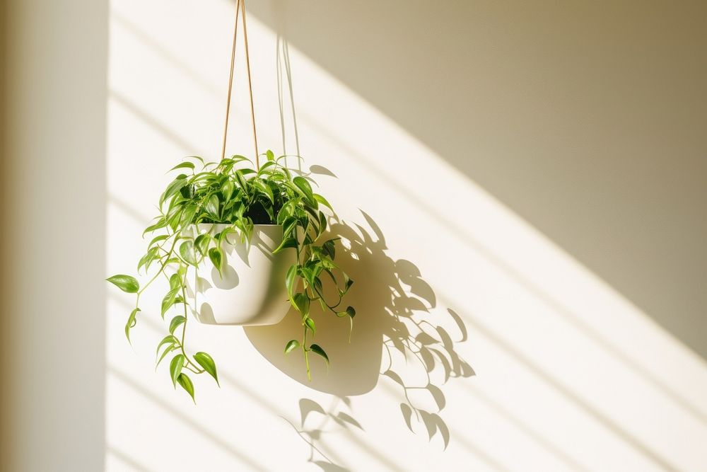 Plant houseplant windowsill hanging. AI generated Image by rawpixel.
