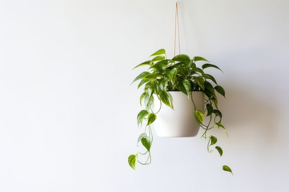 Plant houseplant hanging leaf. AI generated Image by rawpixel.