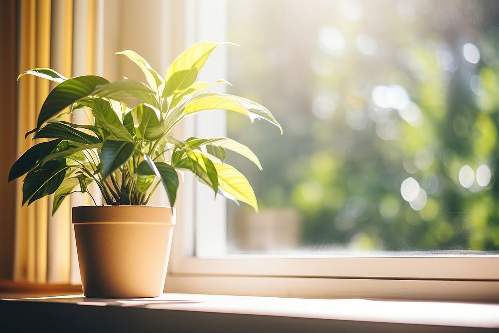 Window plant houseplant windowsill. AI generated Image by rawpixel.