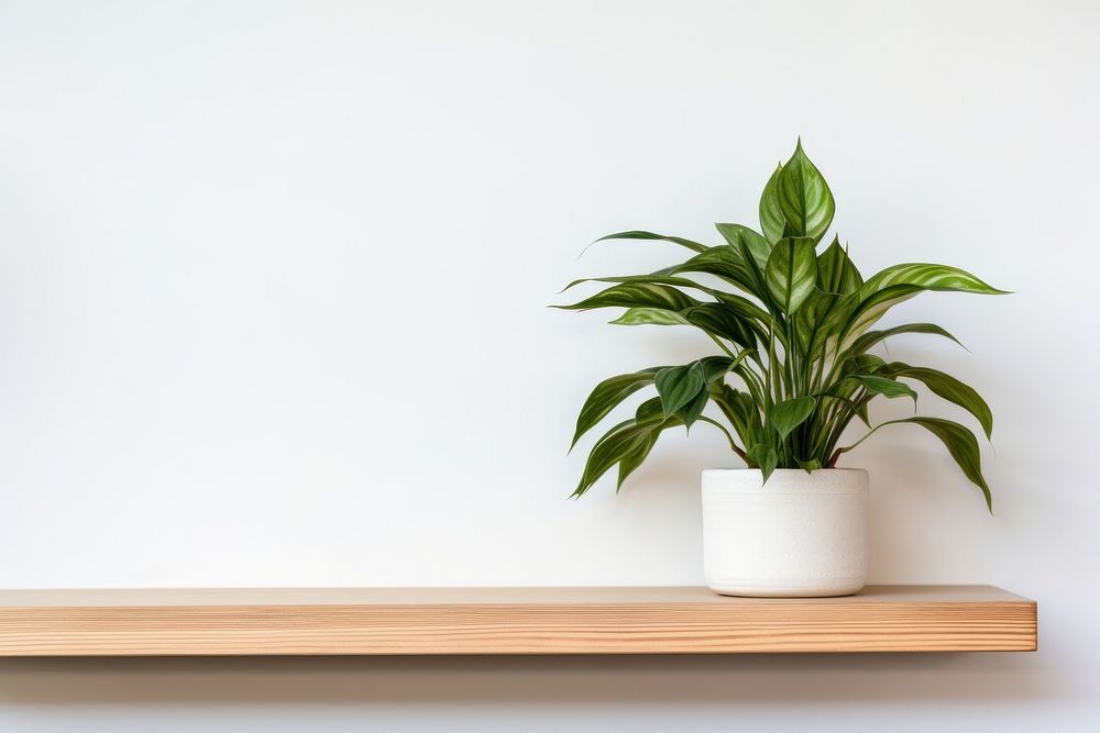 Plant houseplant windowsill leaf. 