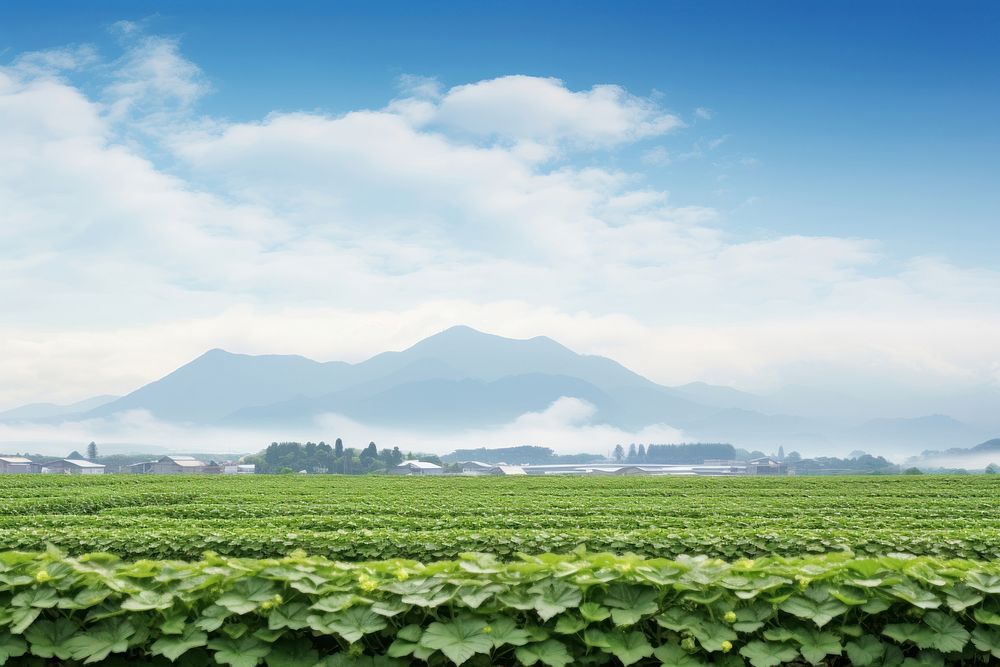 Farm agriculture landscape outdoors. 