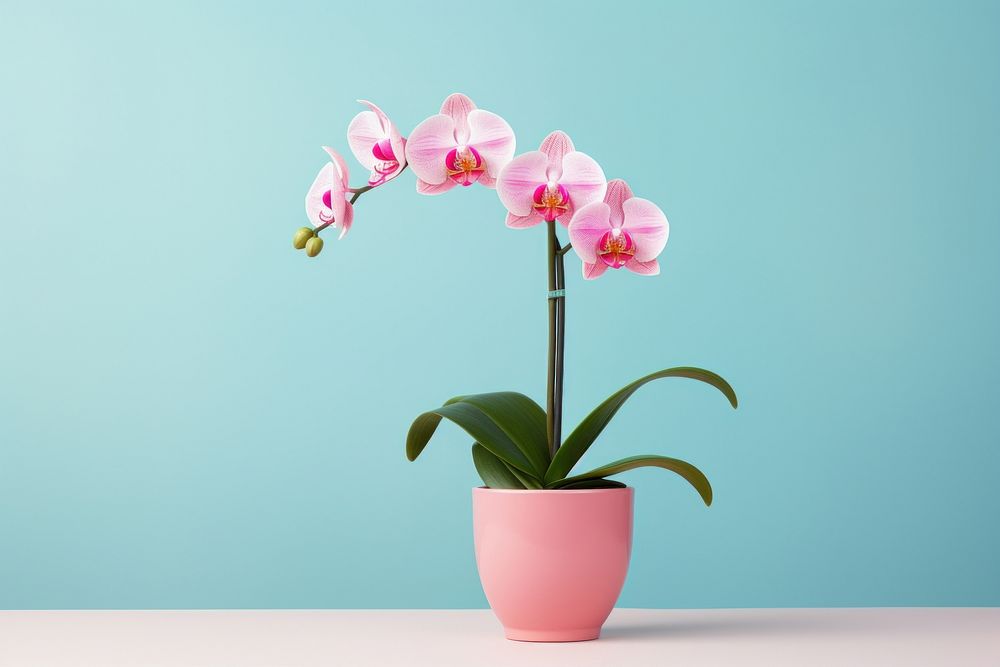 Flower orchid plant inflorescence. AI generated Image by rawpixel.
