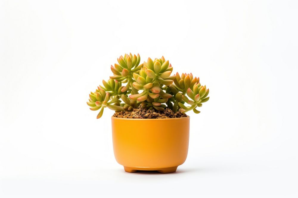 Cactus plant pot houseplant. AI generated Image by rawpixel.