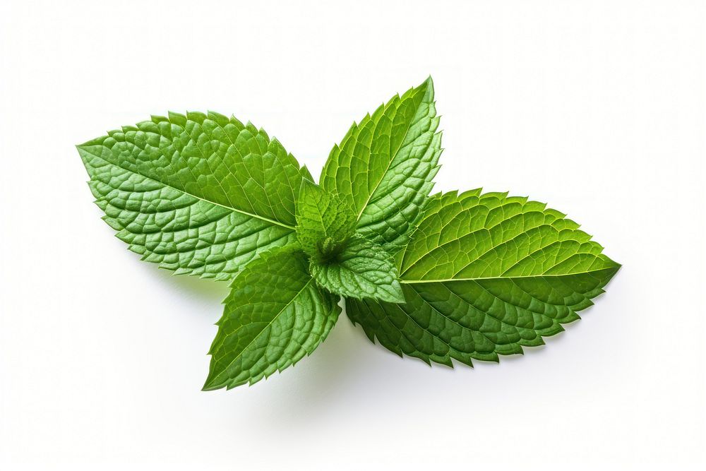 Peppermint leaf plant herbs spearmint. AI generated Image by rawpixel.