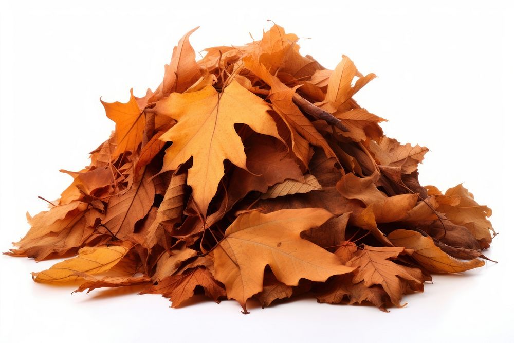 Autumn leaves plant maple. AI generated Image by rawpixel.