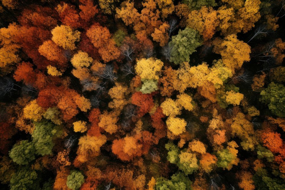 Woodland outdoors autumn nature. AI generated Image by rawpixel.