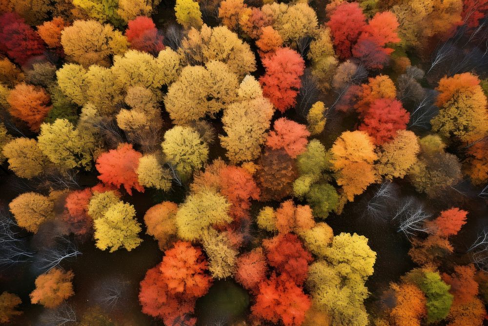 Land outdoors woodland autumn. 