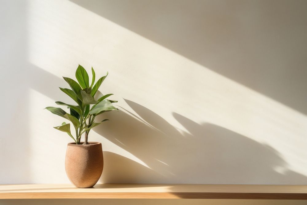 Plant houseplant windowsill leaf. 