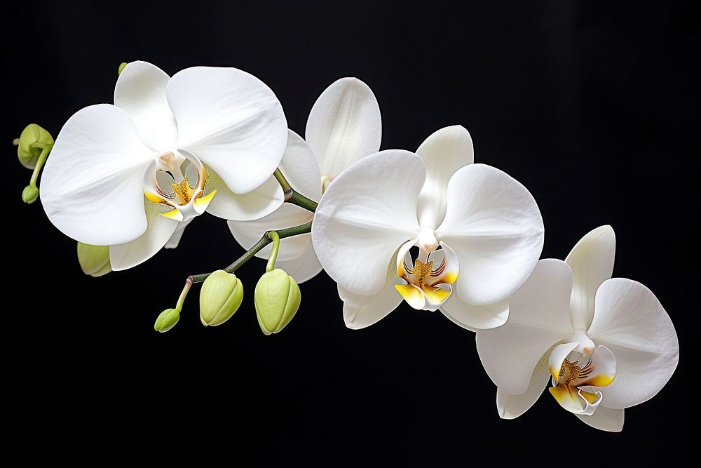 Orchid flower plant white. 