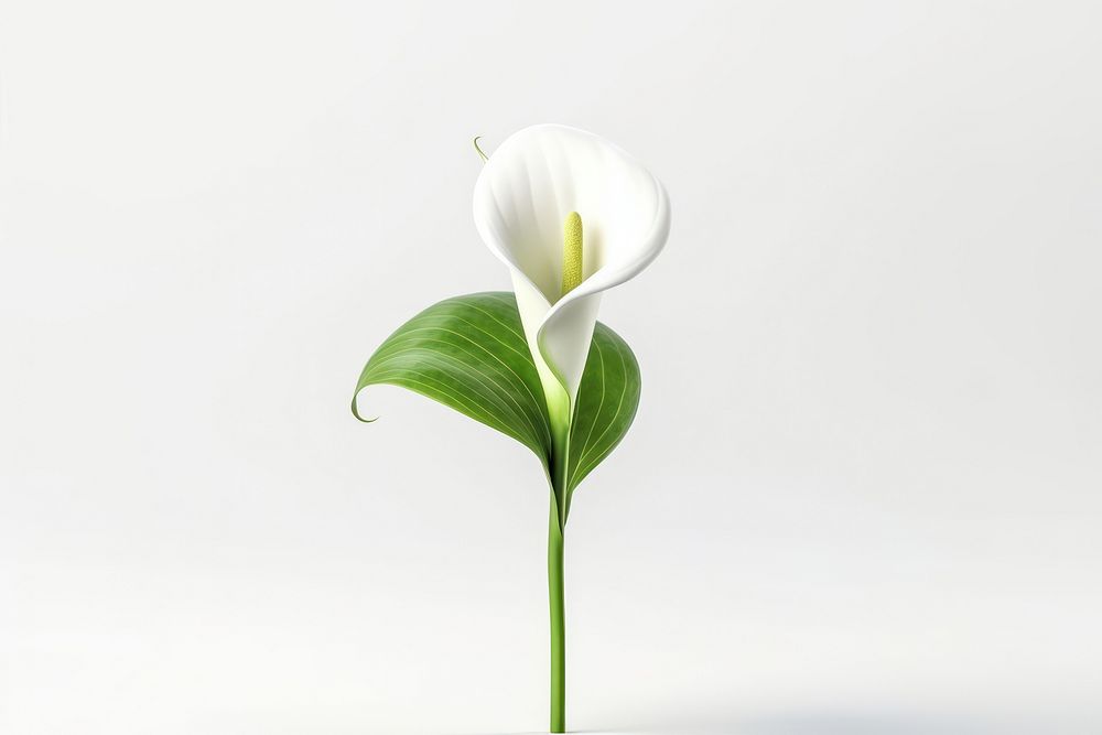 Flower plant white inflorescence. 