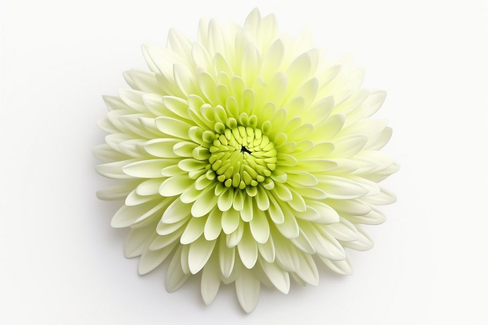 Chrysanths flower dahlia petal. AI generated Image by rawpixel.