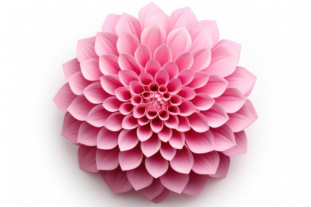 Dahlia flower plant white background. AI generated Image by rawpixel.