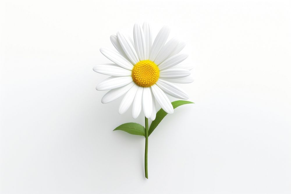Flower daisy blossom plant. AI generated Image by rawpixel.