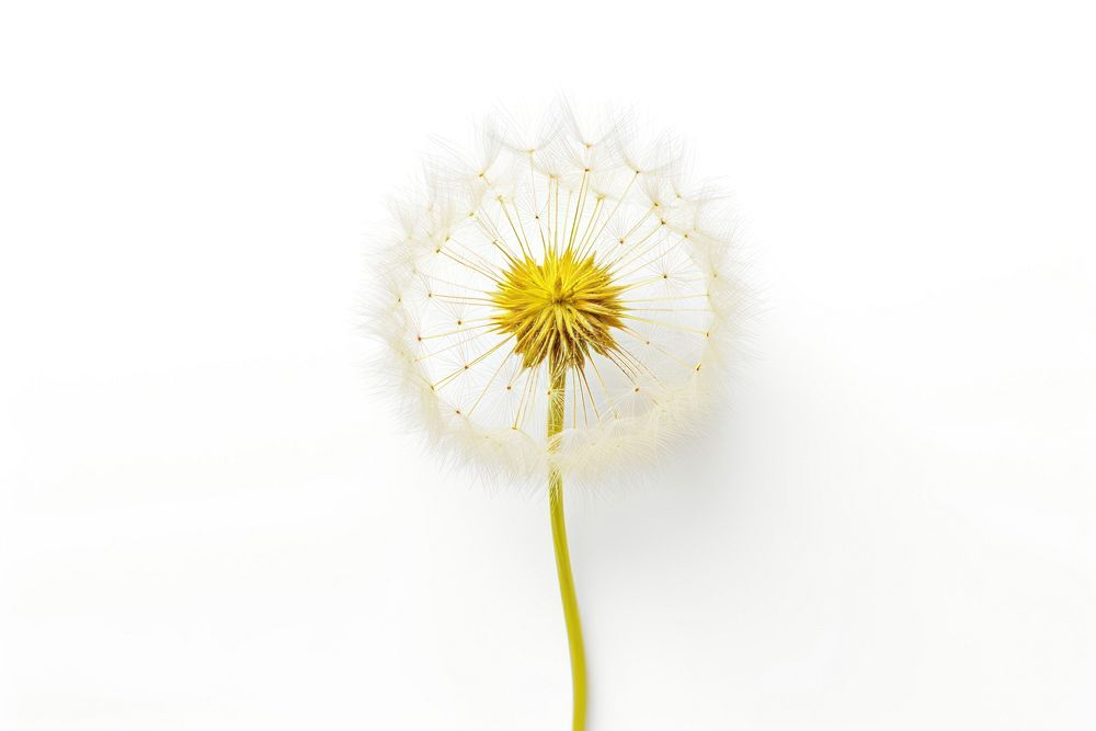 Dandelion flower blossom plant. AI generated Image by rawpixel.