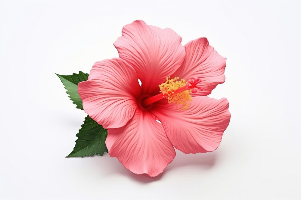 Hibiscus blossom flower petal. AI generated Image by rawpixel.