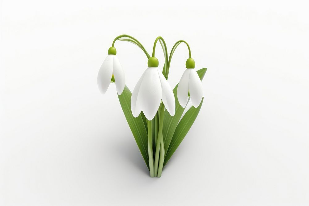 Flower snowdrop petal plant. AI generated Image by rawpixel.