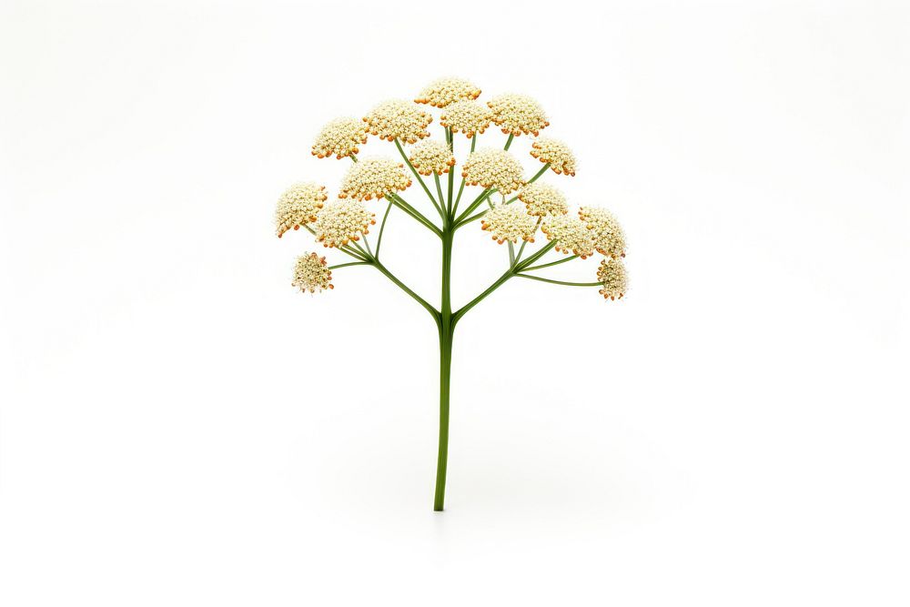 Flower yarrow plant white background. AI generated Image by rawpixel.