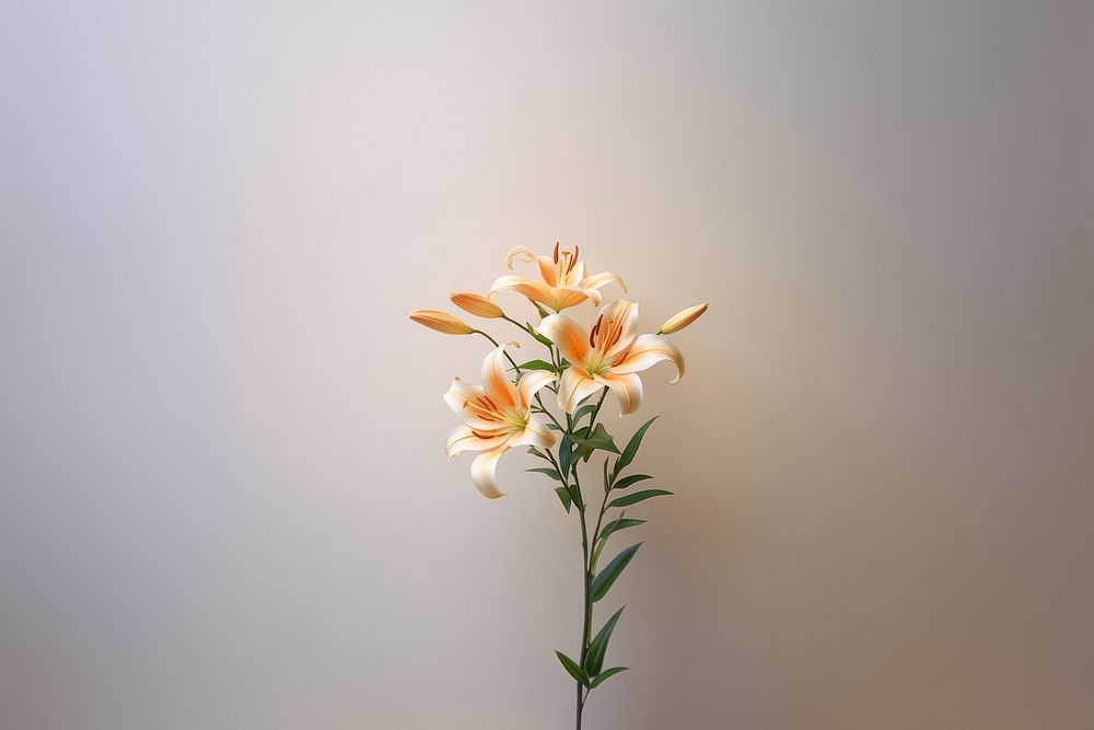 Flower lily plant petal. AI generated Image by rawpixel.
