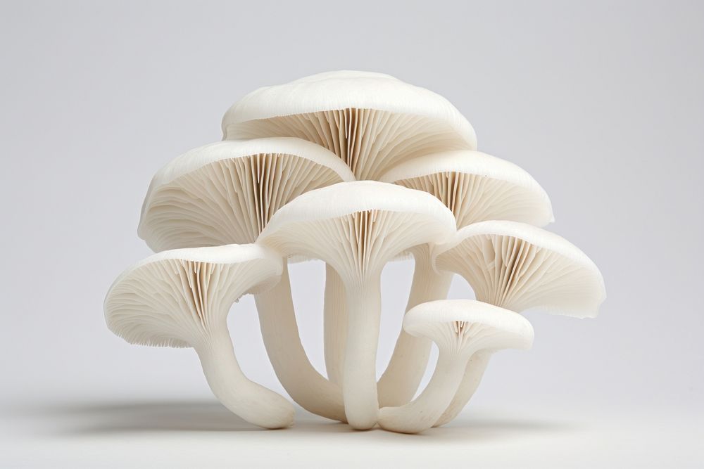 Mushroom fungus plant white. AI generated Image by rawpixel.
