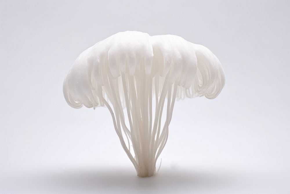 Mushroom fungus plant white. 