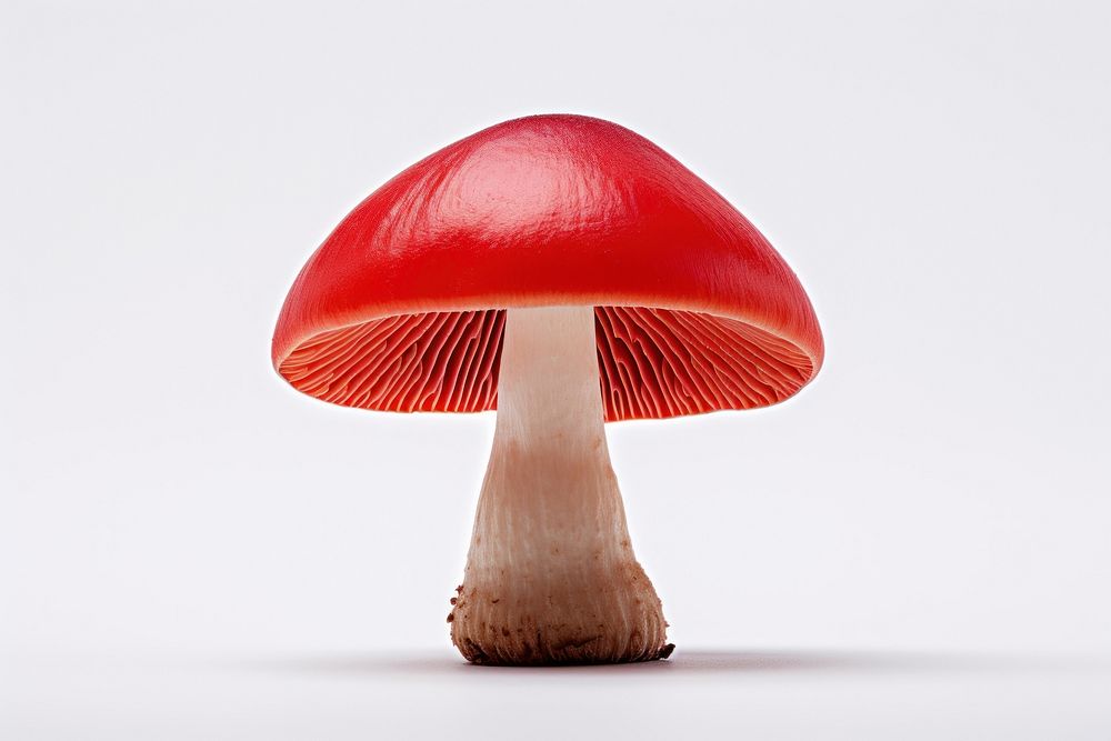 Mushroom fungus agaric red. 