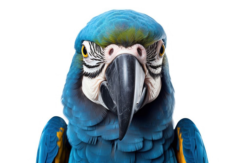 Parrot animal bird beak. AI generated Image by rawpixel.