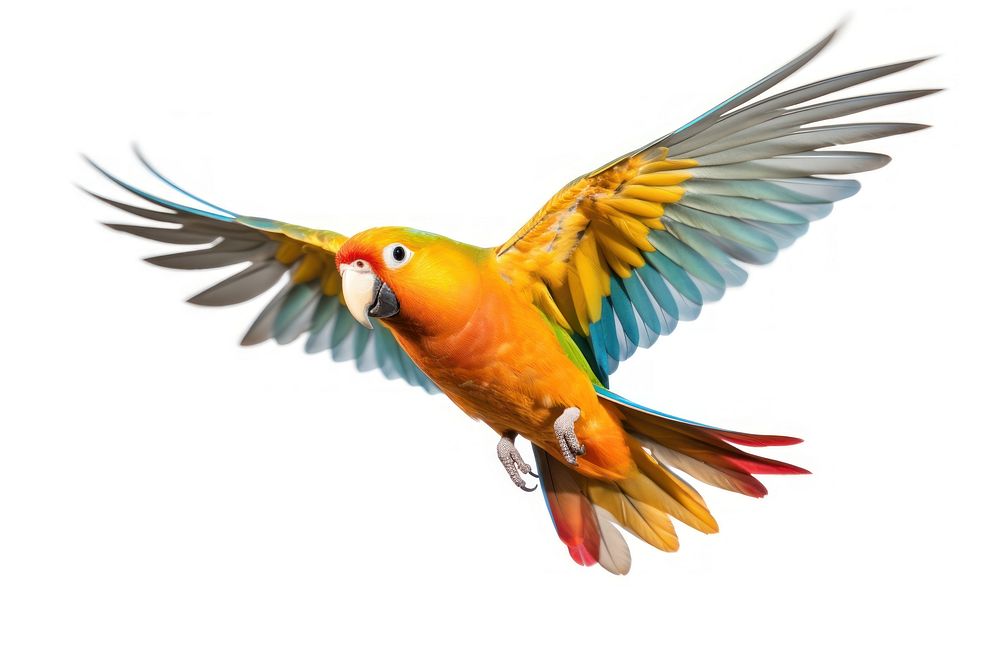 Parrot flying animal bird. AI generated Image by rawpixel.