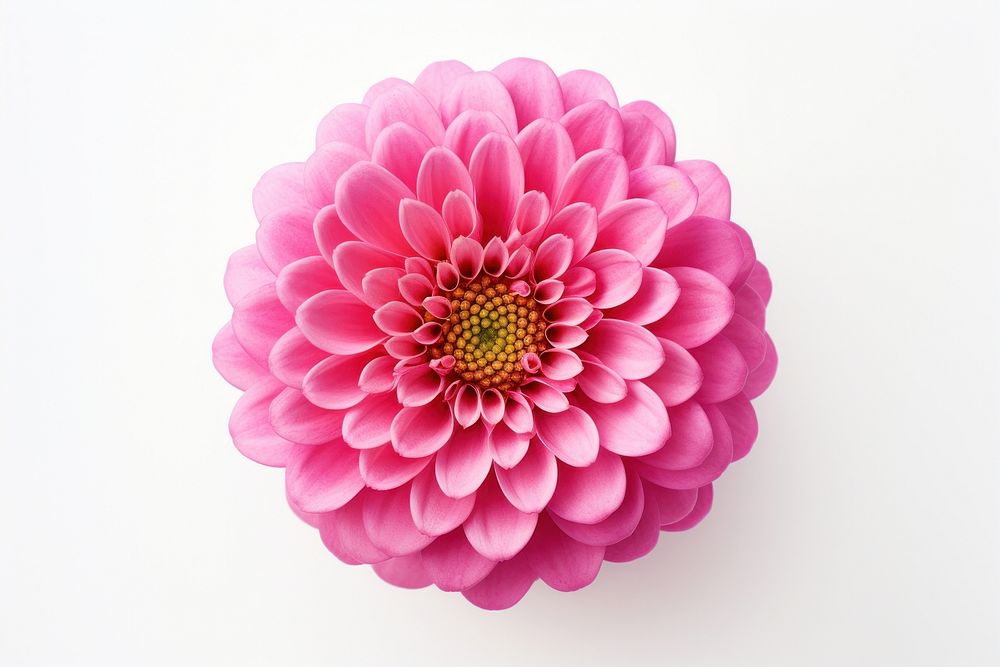 Flower dahlia petal plant. AI generated Image by rawpixel.