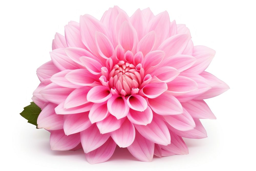 Flower dahlia plant pink. AI generated Image by rawpixel.