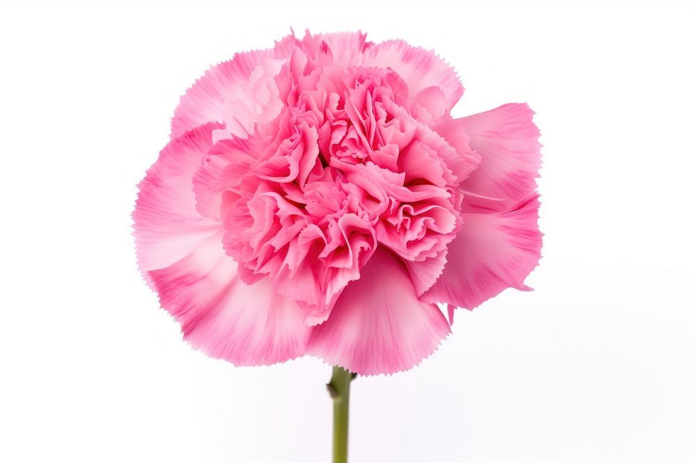 Flower carnation blossom plant. AI generated Image by rawpixel.
