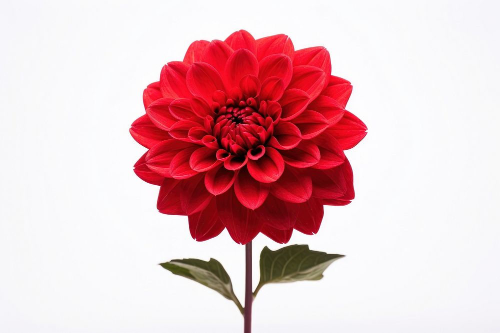 Flower dahlia plant red. AI generated Image by rawpixel.