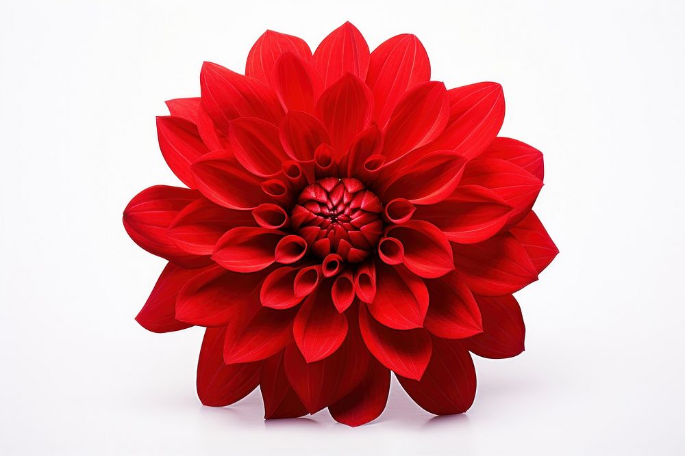 Flower dahlia plant red. AI generated Image by rawpixel.
