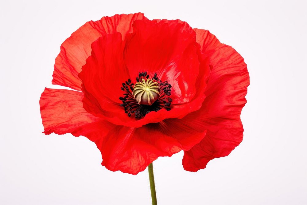 Flower poppy plant rose. AI generated Image by rawpixel.