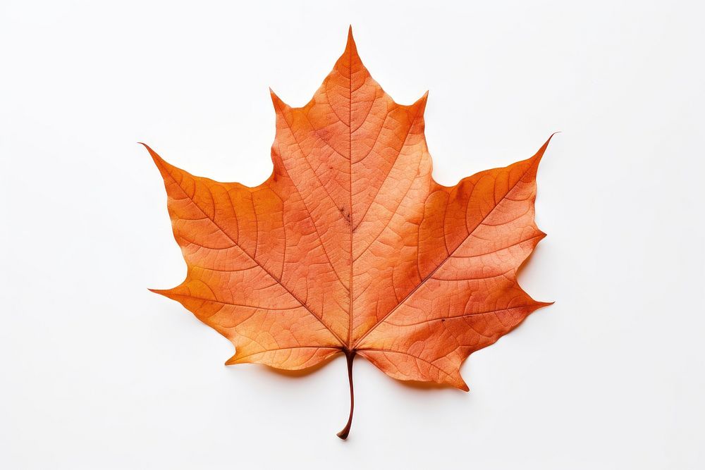 Fall maple leaf plant tree white background. 