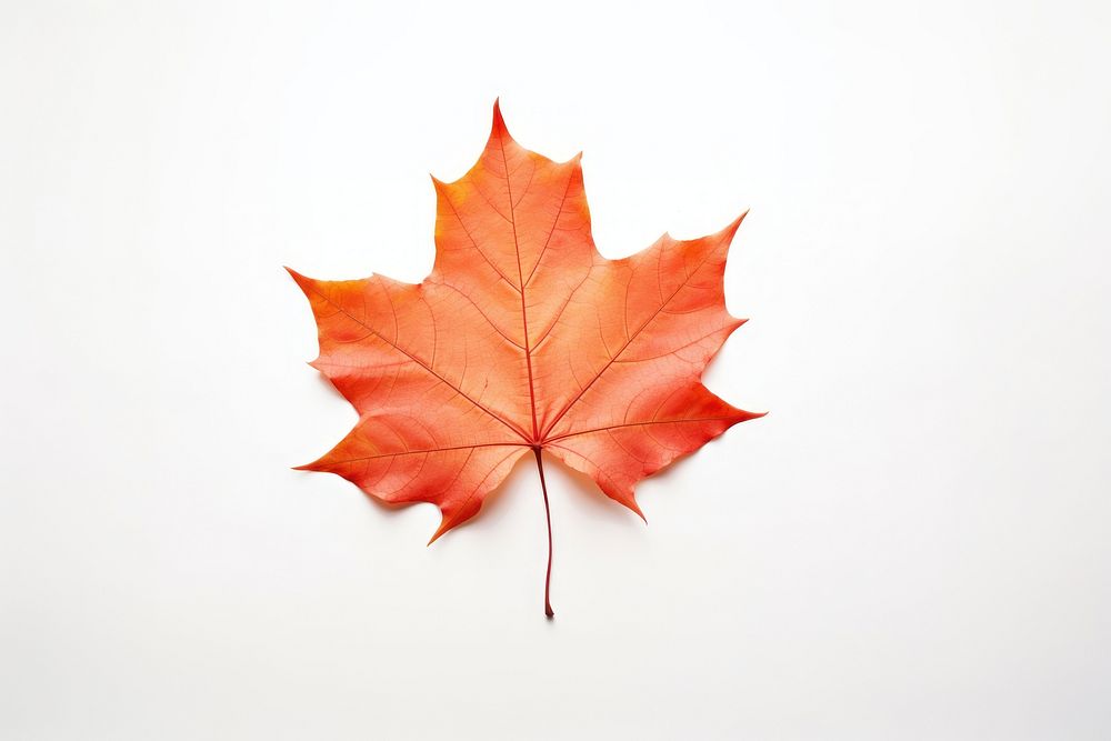 Fall maple leaf plant tree white background. 