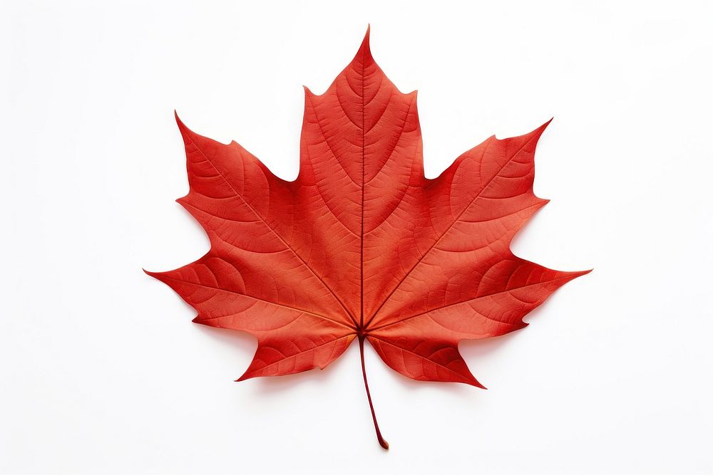 Fall maple leaf plant tree white background. 