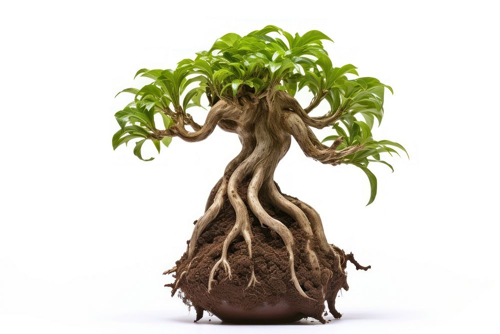 Mandrake bonsai plant root. AI generated Image by rawpixel.