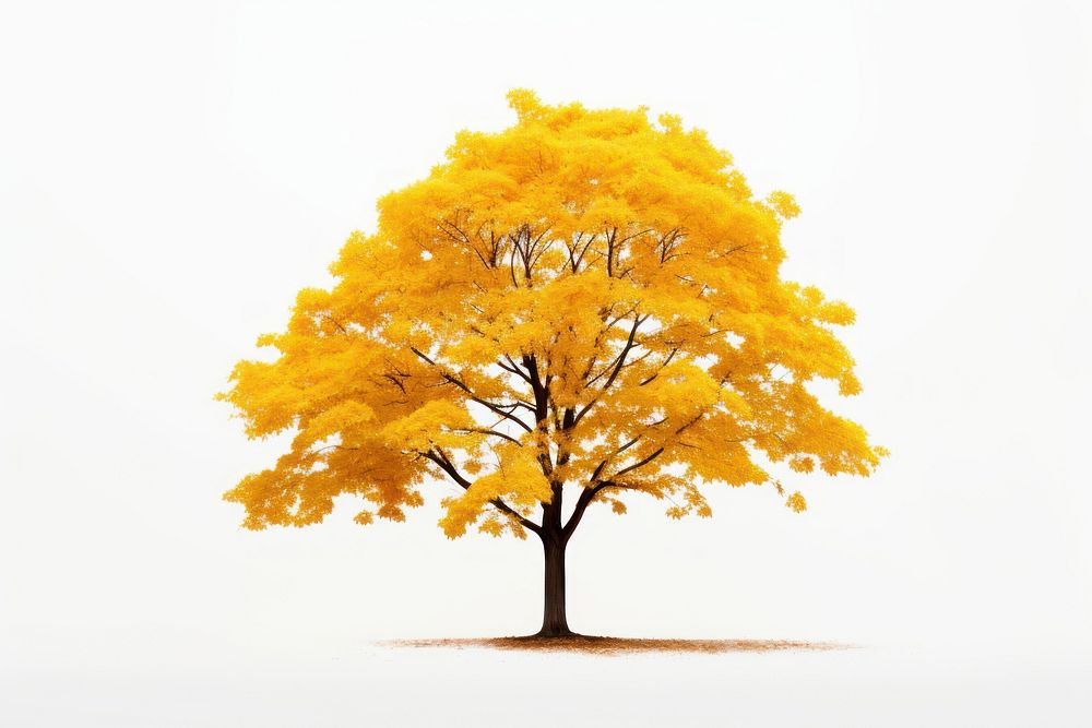 Maple tree plant white background tranquility. AI generated Image by rawpixel.