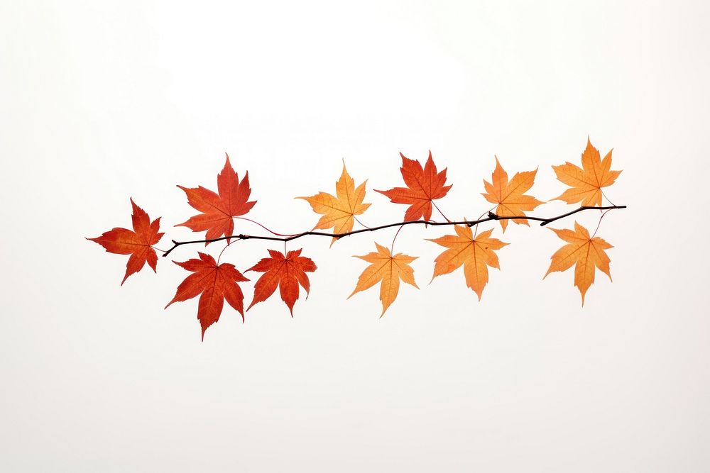 Maple leaves branch plant leaf tree. AI generated Image by rawpixel.