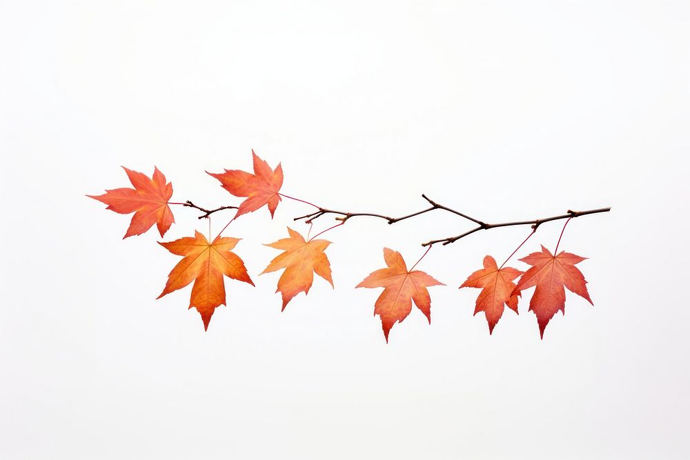 Maple leaves branch plant leaf tree. AI generated Image by rawpixel.