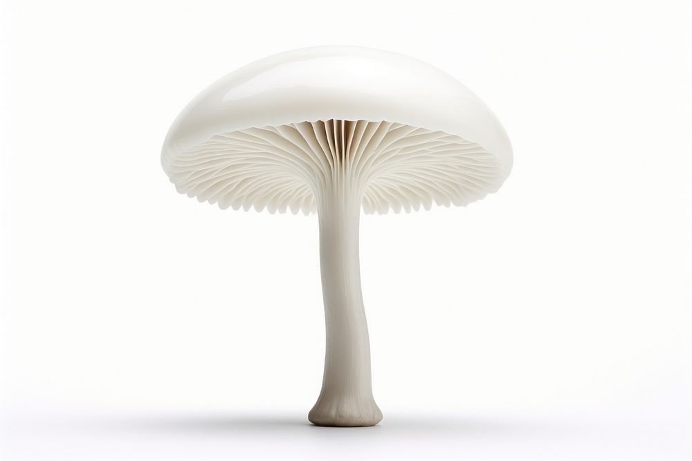 Mushroom fungus plant white background. 