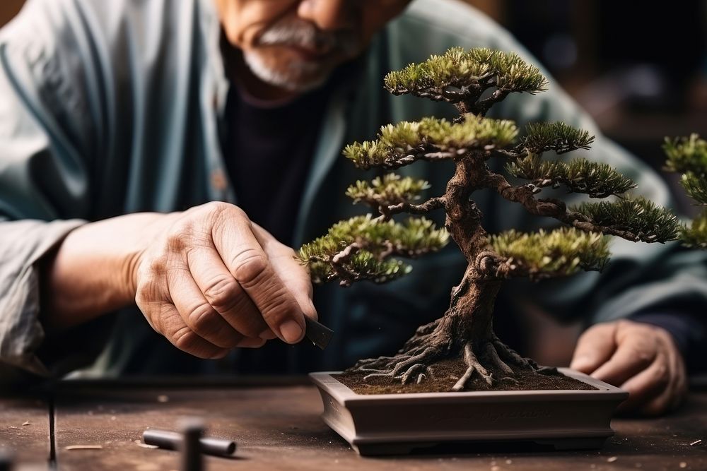 Bonsai plant adult tree. 