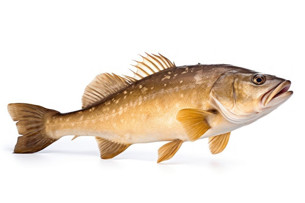 Atlantic cod fresh fish animal white background. AI generated Image by rawpixel.