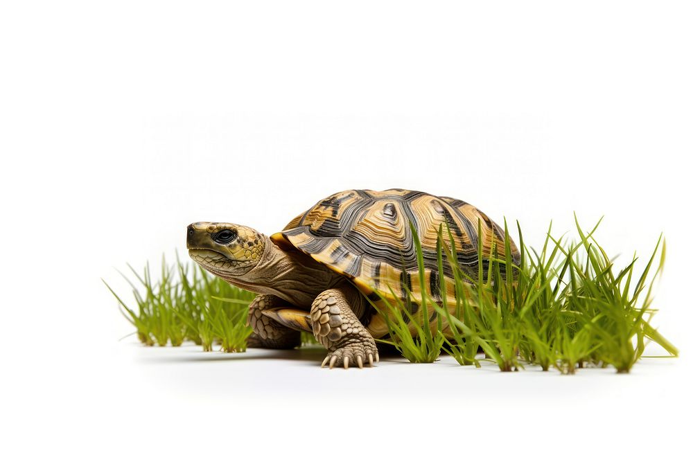 Tortoise reptile animal grass. AI generated Image by rawpixel.